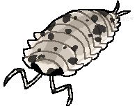 Isopod2