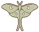 Moth