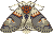 Moth